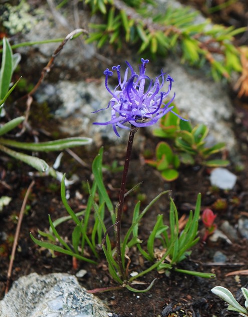 Phyteuma hemisphaericum