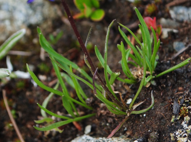Phyteuma hemisphaericum