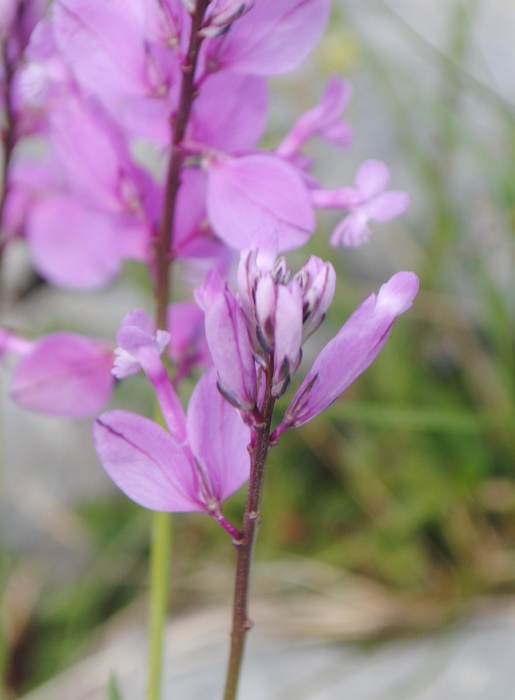 Polygala major / Poligala maggiore