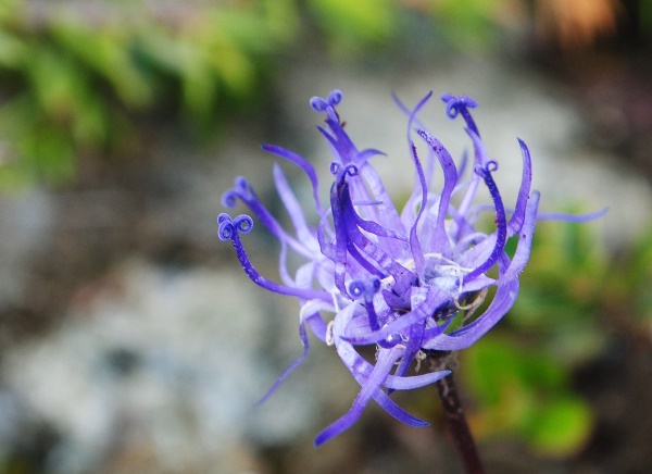 Phyteuma hemisphaericum