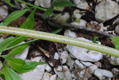 Heracleum sibiricum subsp. ternatum  / Panace ternato