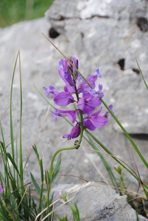 Polygala major / Poligala maggiore
