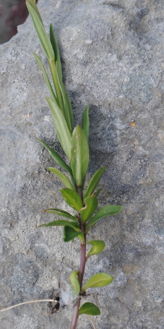 Polygala major / Poligala maggiore
