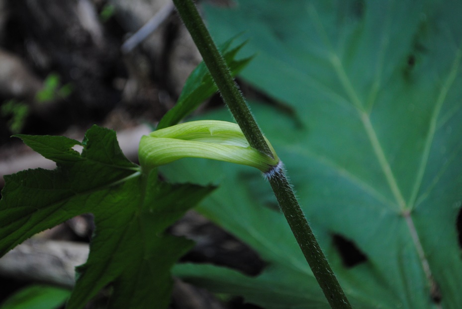 Heracleum sibiricum subsp. ternatum  / Panace ternato