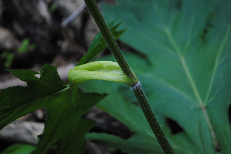 Heracleum sibiricum subsp. ternatum  / Panace ternato
