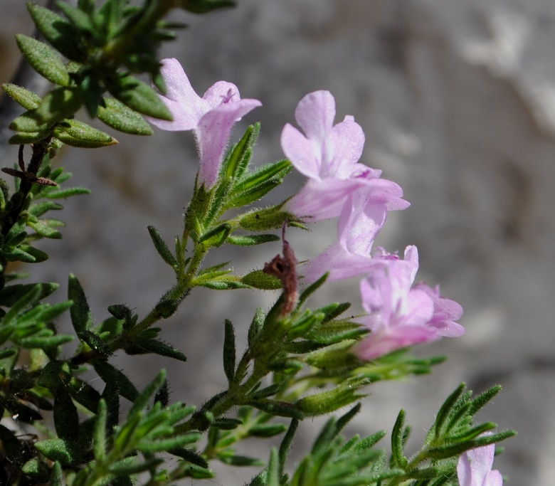 Lamiacea da determinare