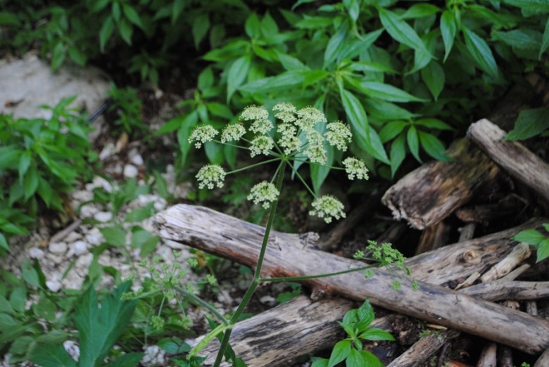 Heracleum sibiricum subsp. ternatum  / Panace ternato