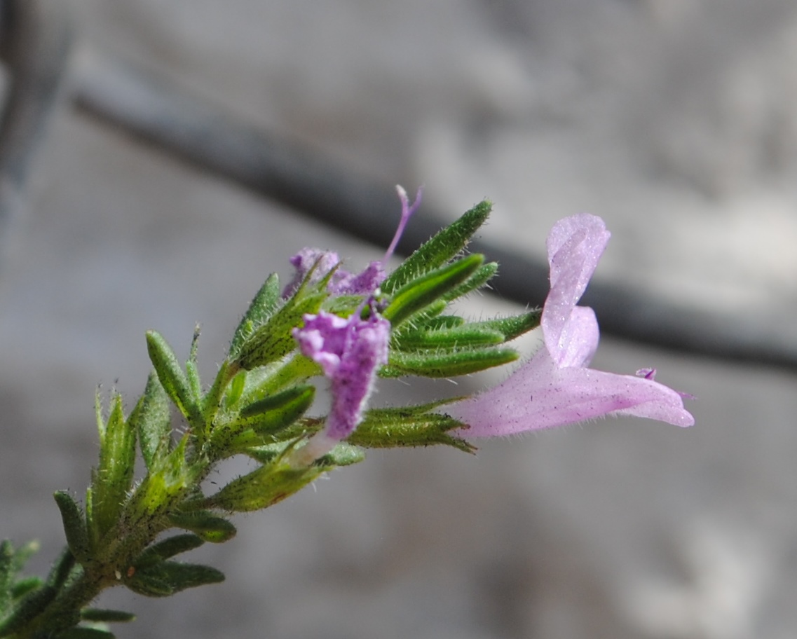Lamiacea da determinare
