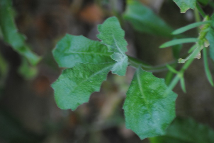 Arabis alpina