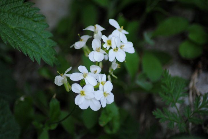 Arabis alpina
