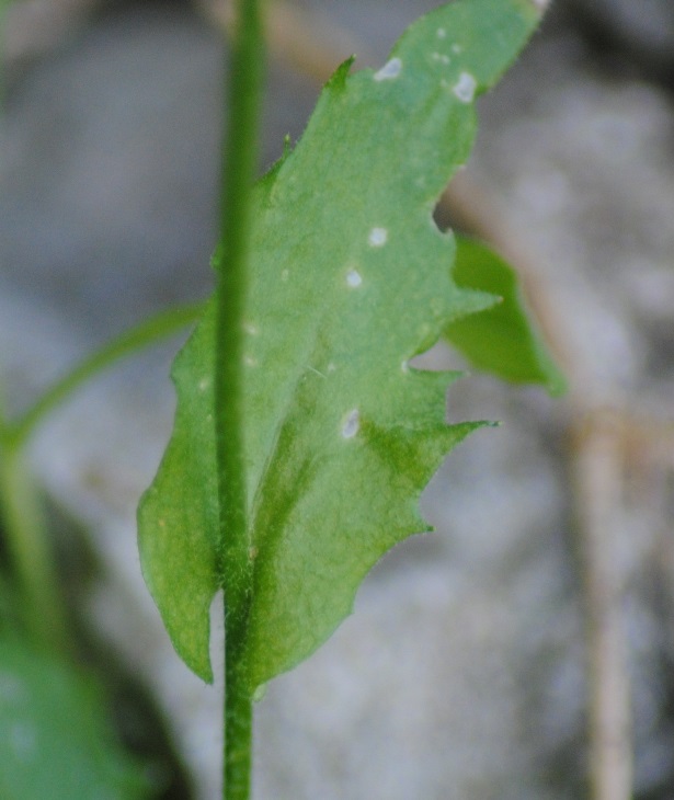 Arabis alpina