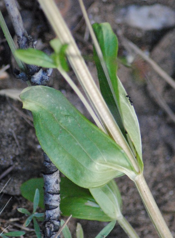Centaurium erythraea ??
