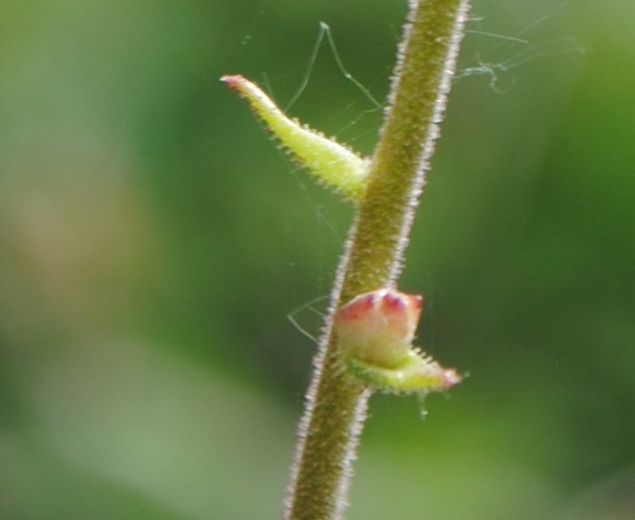 Saxifraga bulbifera / Sassifraga bulbifera