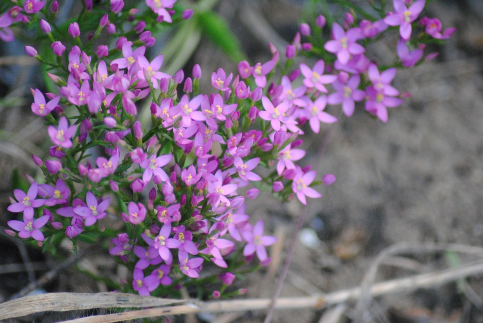 Centaurium erythraea ??