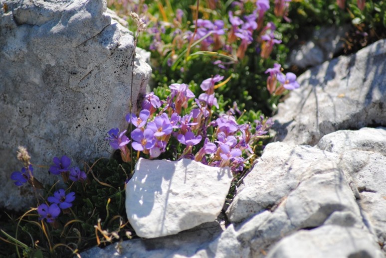 Aubrieta columnae