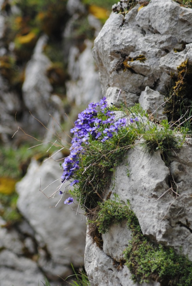 Viola eugeniae / Viola di Eugenia