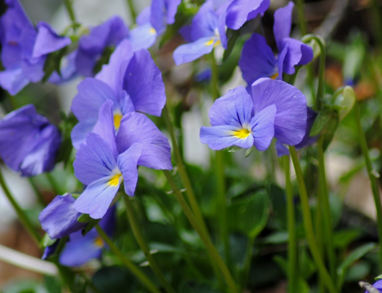Viola eugeniae / Viola di Eugenia