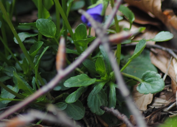 Viola eugeniae / Viola di Eugenia