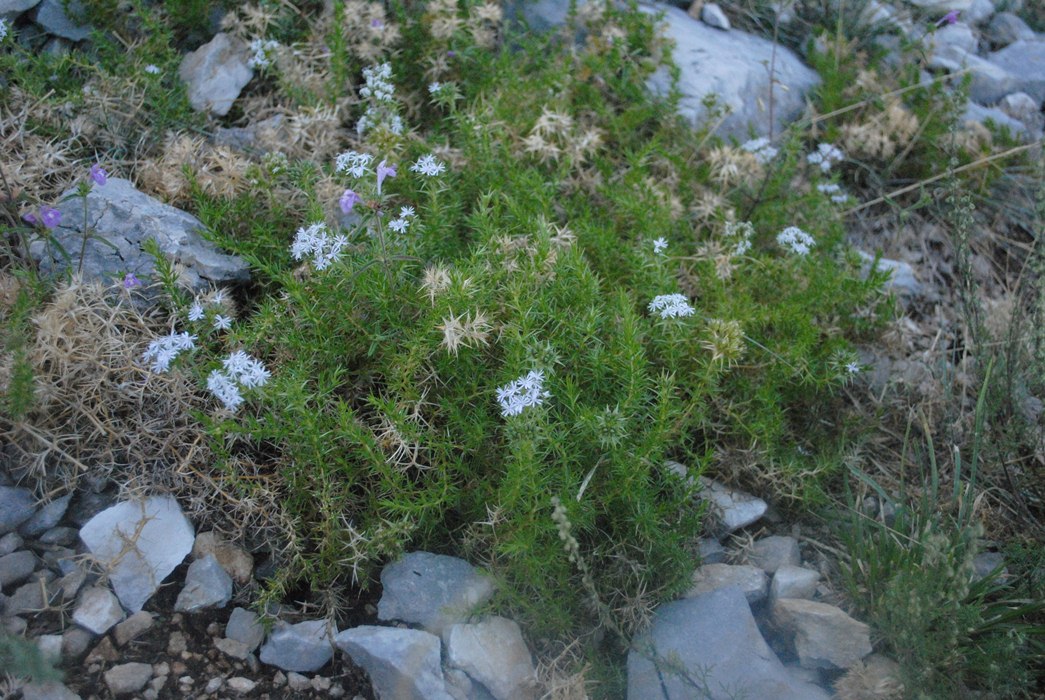 Drypis spinosa