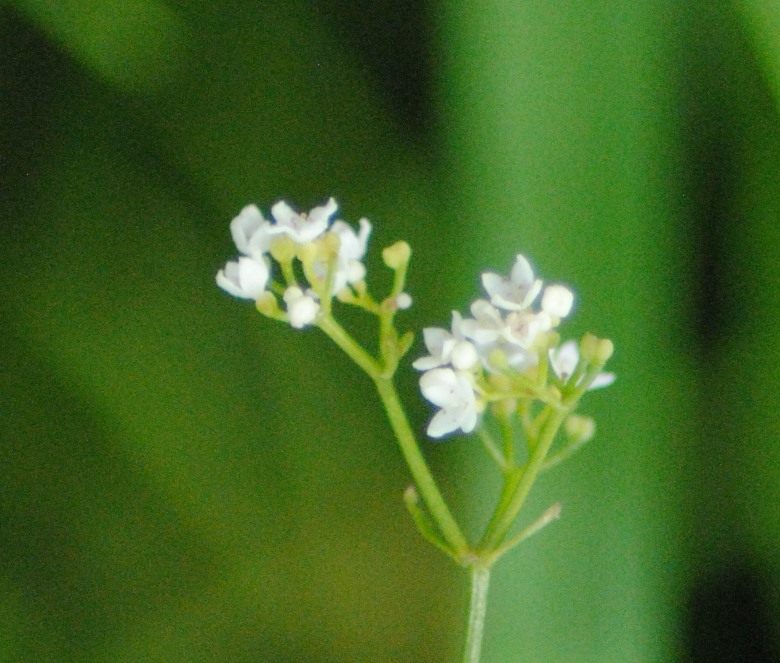 Galium palustre??