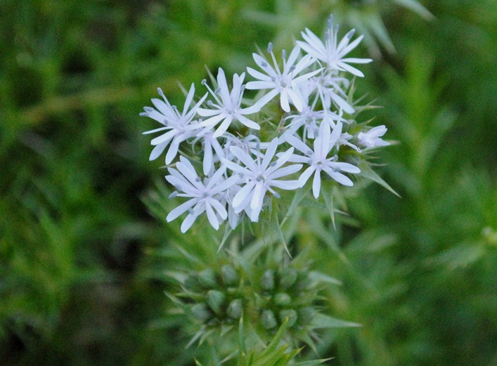 Drypis spinosa