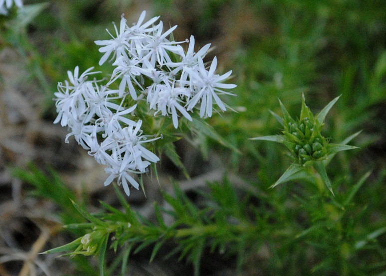 Drypis spinosa