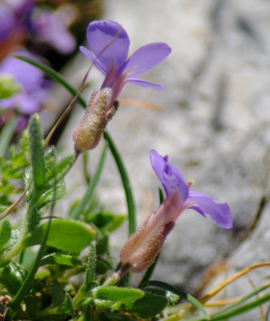Aubrieta columnae