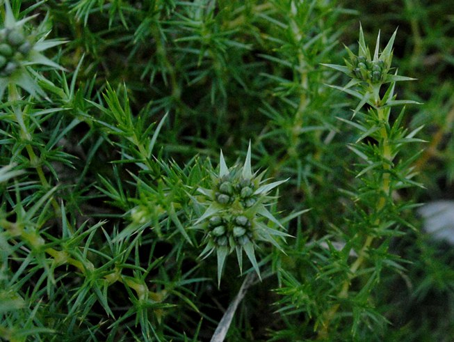 Drypis spinosa