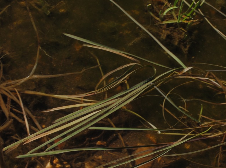 Pianta acquatica