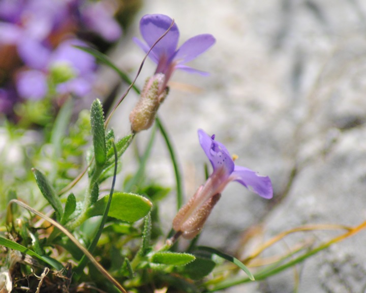 Aubrieta columnae