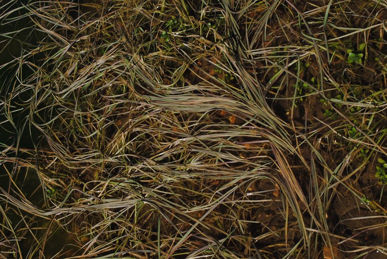 Pianta acquatica