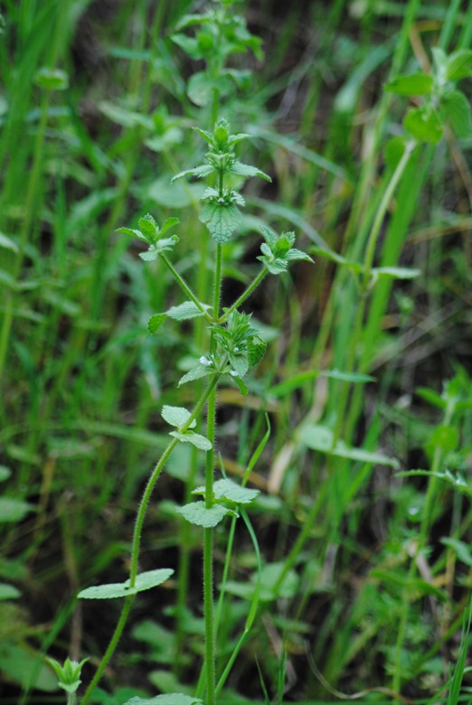 Stachys ocymastrum (Lamiaceae)