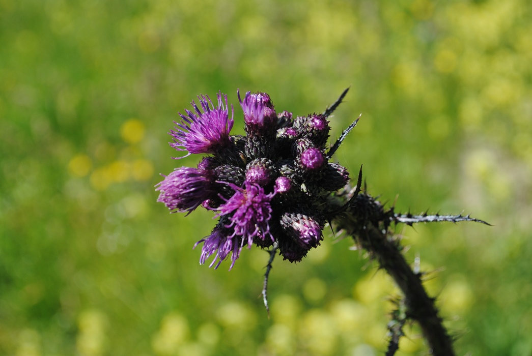 Alpi Francesi Meribel 5 - Cirsium palustre