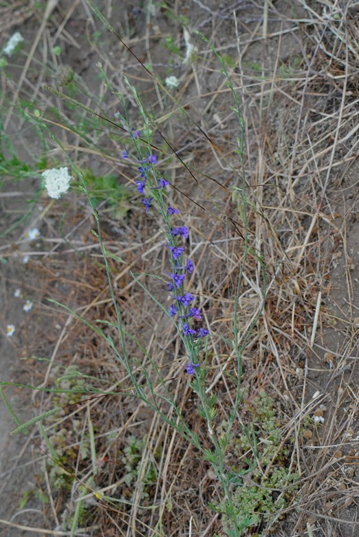 Delphinium halteratum / Speronella comune