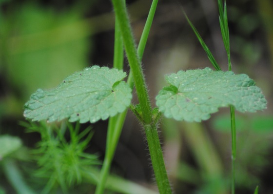 Stachys ocymastrum (Lamiaceae)