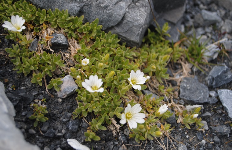 Cerastium uniflorum