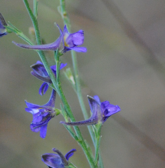 Delphinium halteratum / Speronella comune