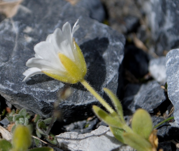 Cerastium uniflorum