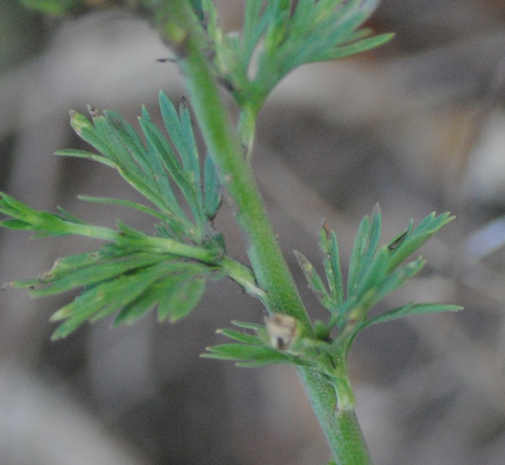 Delphinium halteratum / Speronella comune
