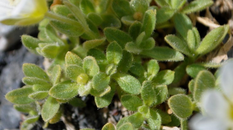 Cerastium uniflorum