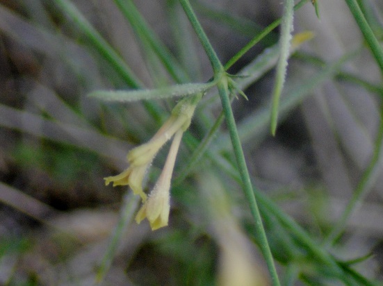Asperula aristata subsp. scabra (=subsp. oreophila) / Stellina orofila
