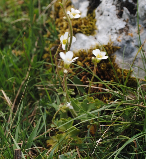 Saxifraga bulbifera / Sassifraga bulbifera
