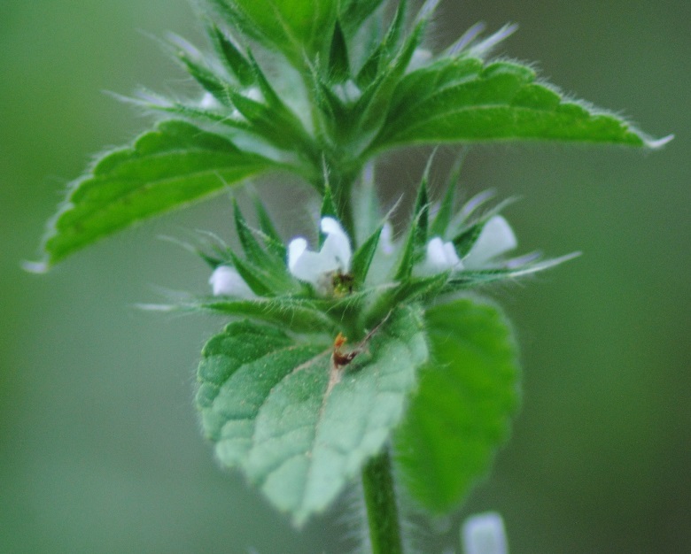 Stachys ocymastrum (Lamiaceae)