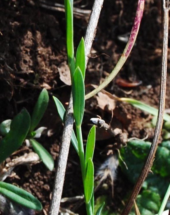 Linum bienne