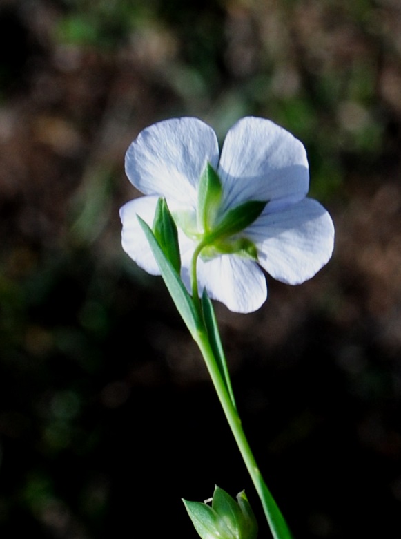 Linum bienne