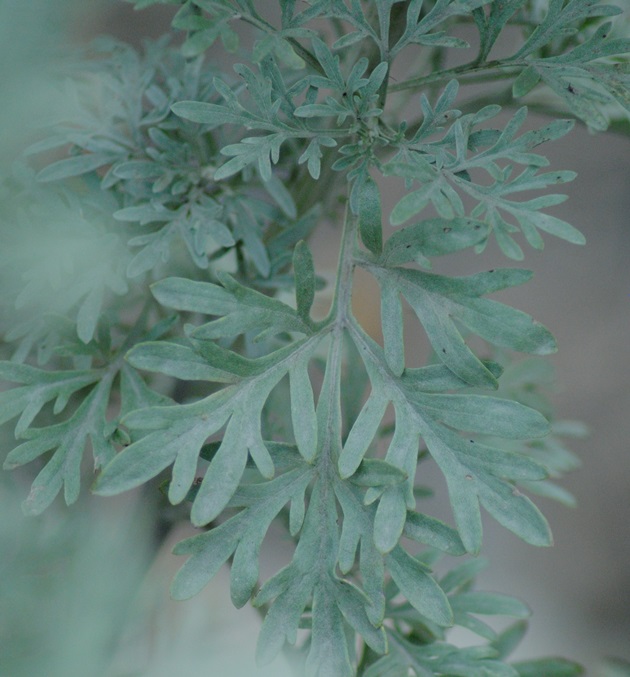 Artemisia absinthium?