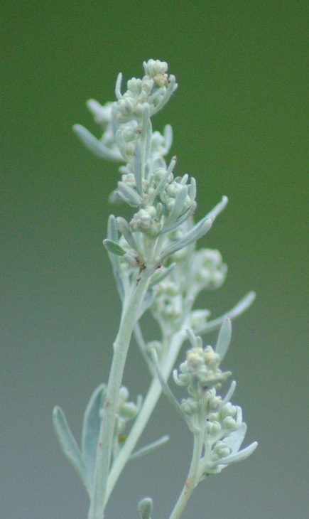 Artemisia absinthium?