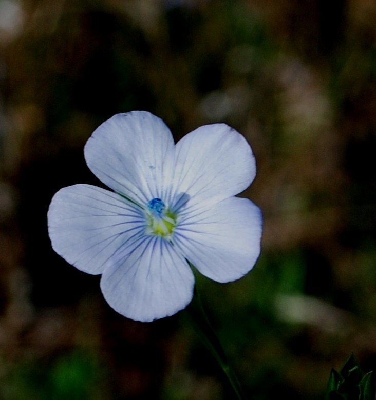 Linum bienne