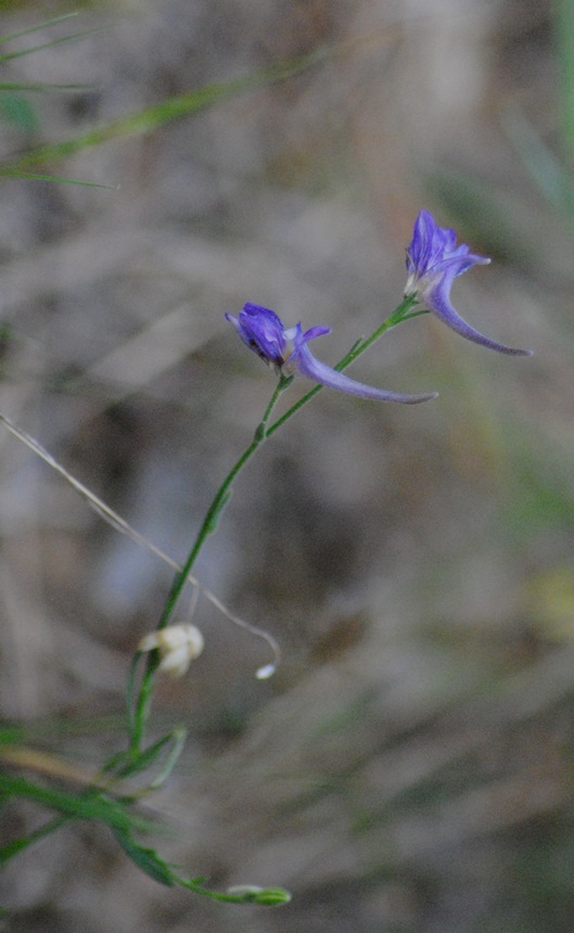 Delphinium halteratum