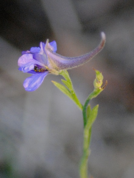 Delphinium halteratum